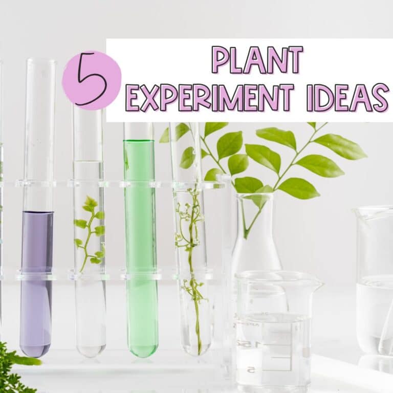 5 plants experiments ideas for kids to use in your classroom